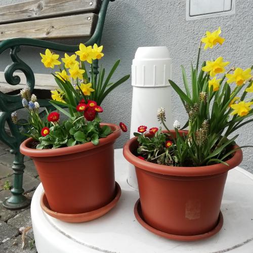 Frühlingsblumen