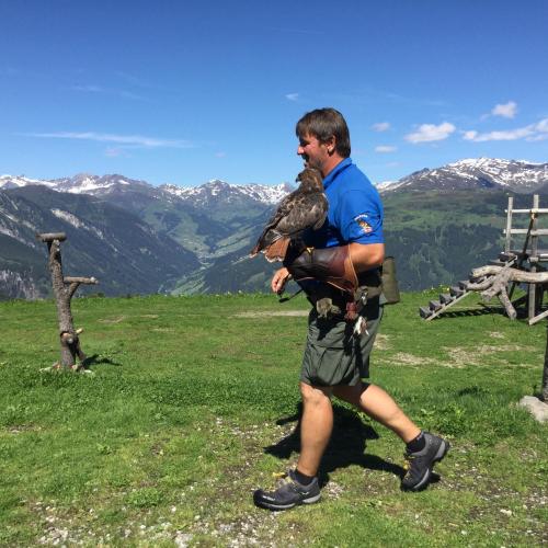 Wandertag Greifvogelschau