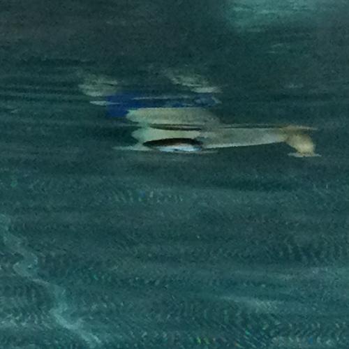 schwimmen