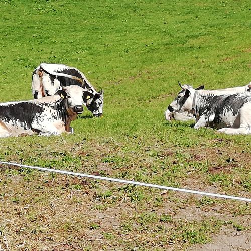Tiergestütztes Lern- und Sinneswahrnehmungstraining